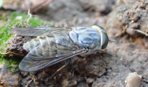 Réf. 243 454 : Tabanus bromius
